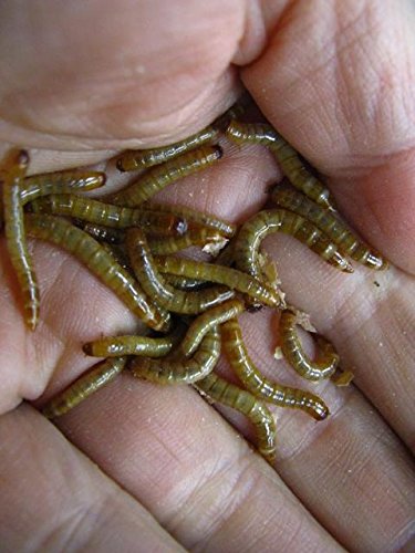 ミルワーム48個 NPF バグズ ミルワームペレットタイプ 50g | ペット用品（小動物